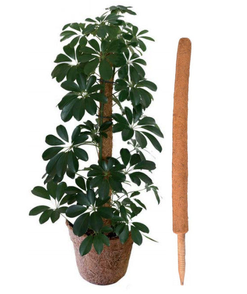 Coco Pole -Moss and Coir Stick for Indoor, House and Plant Creepers Support