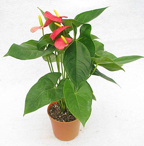 Anthurium with Flowers Live Plant with Pot (Natural Plant - Flower Colour May Vary)