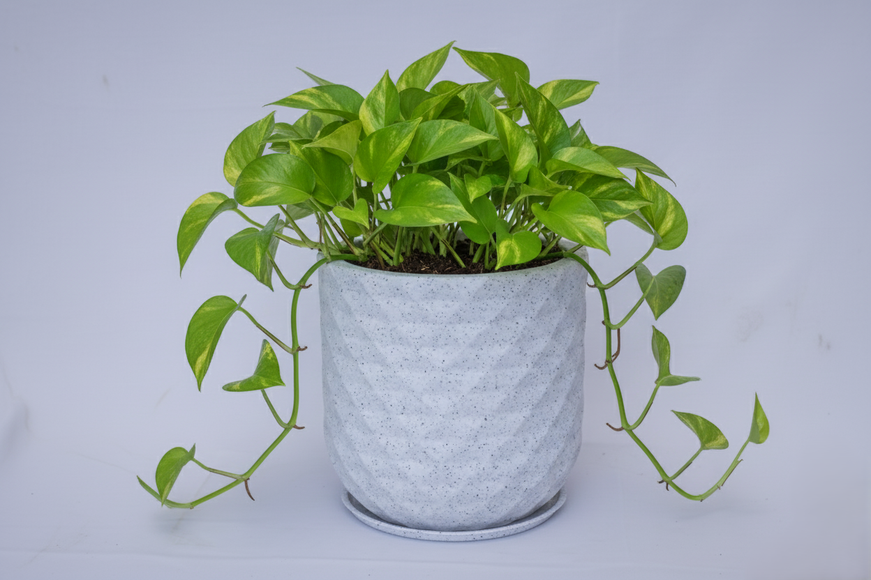 Grandeur - Rotomould Decorative Planter Pot with Diamond Pattern, Garden Container Indoor & Outdoor - Pack of 1