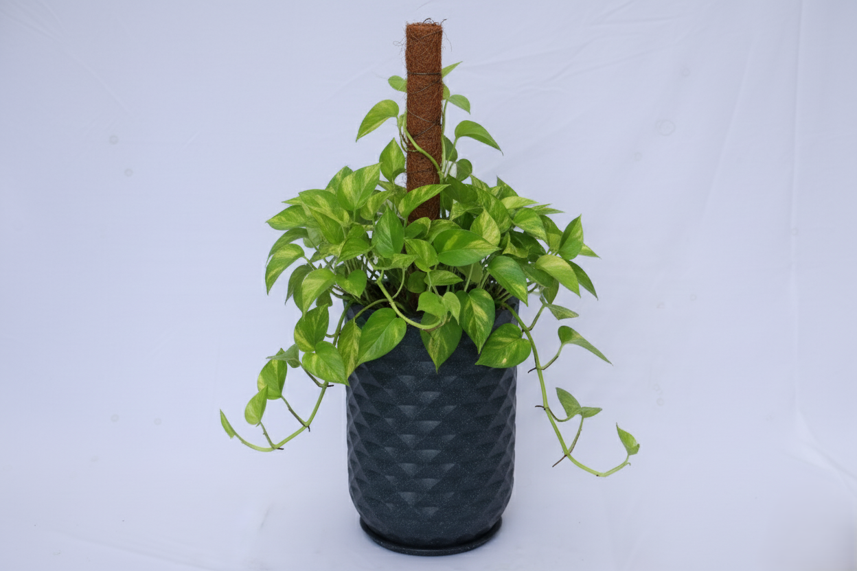 Grandeur - Rotomould Decorative Planter Pot with Diamond Pattern, Garden Container Indoor & Outdoor - Pack of 1