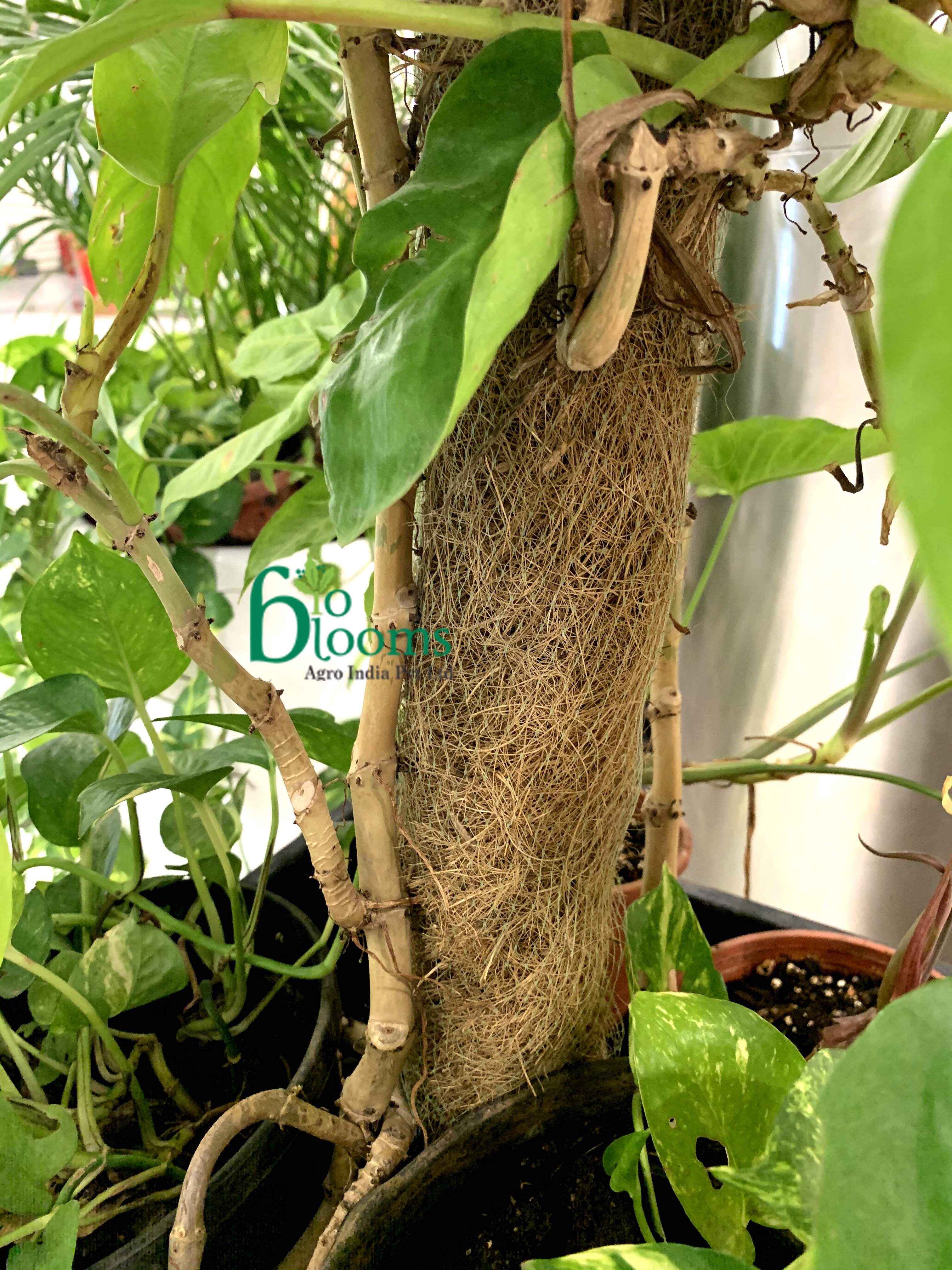 Coco Pole -Moss and Coir Stick for Indoor, House and Plant Creepers Support