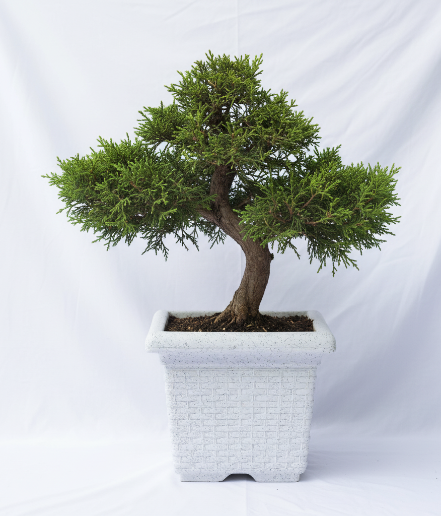 Miami Planters With Trays - Garden's Need