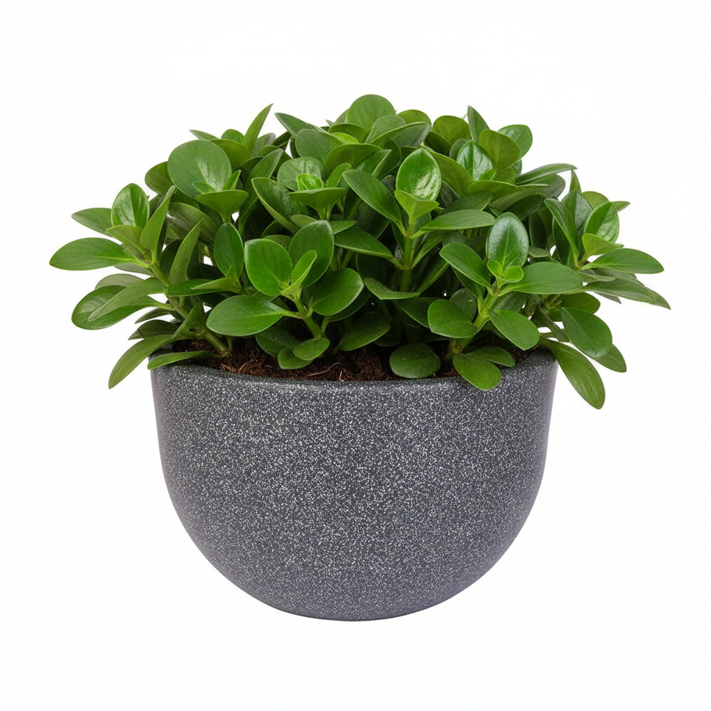 Belgium Planter - Garden's Need
