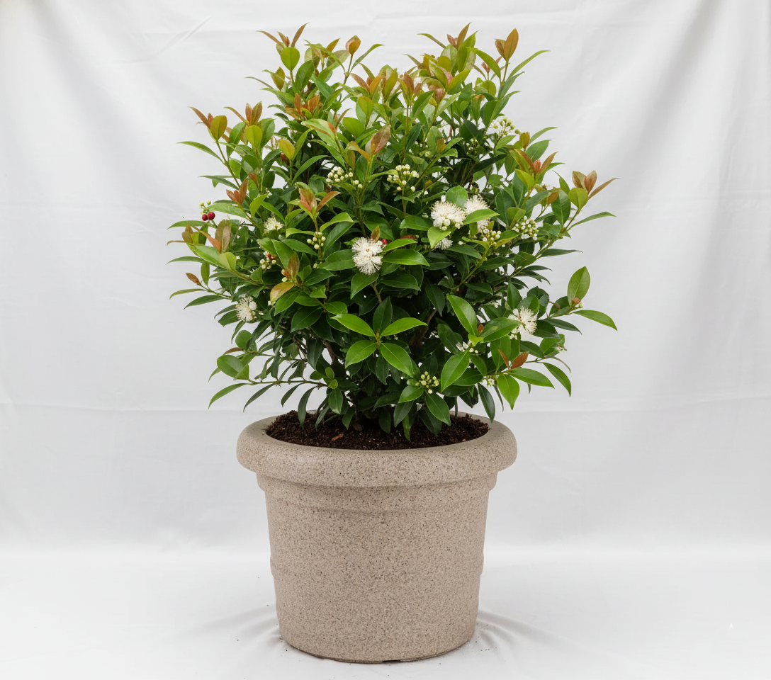 Lasvegas Planter With Tray - Garden's Need