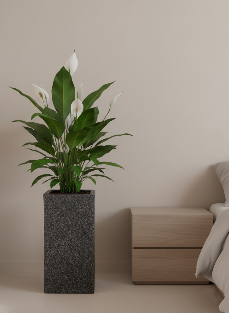 Capetown Planter With Wheels - Garden's Need