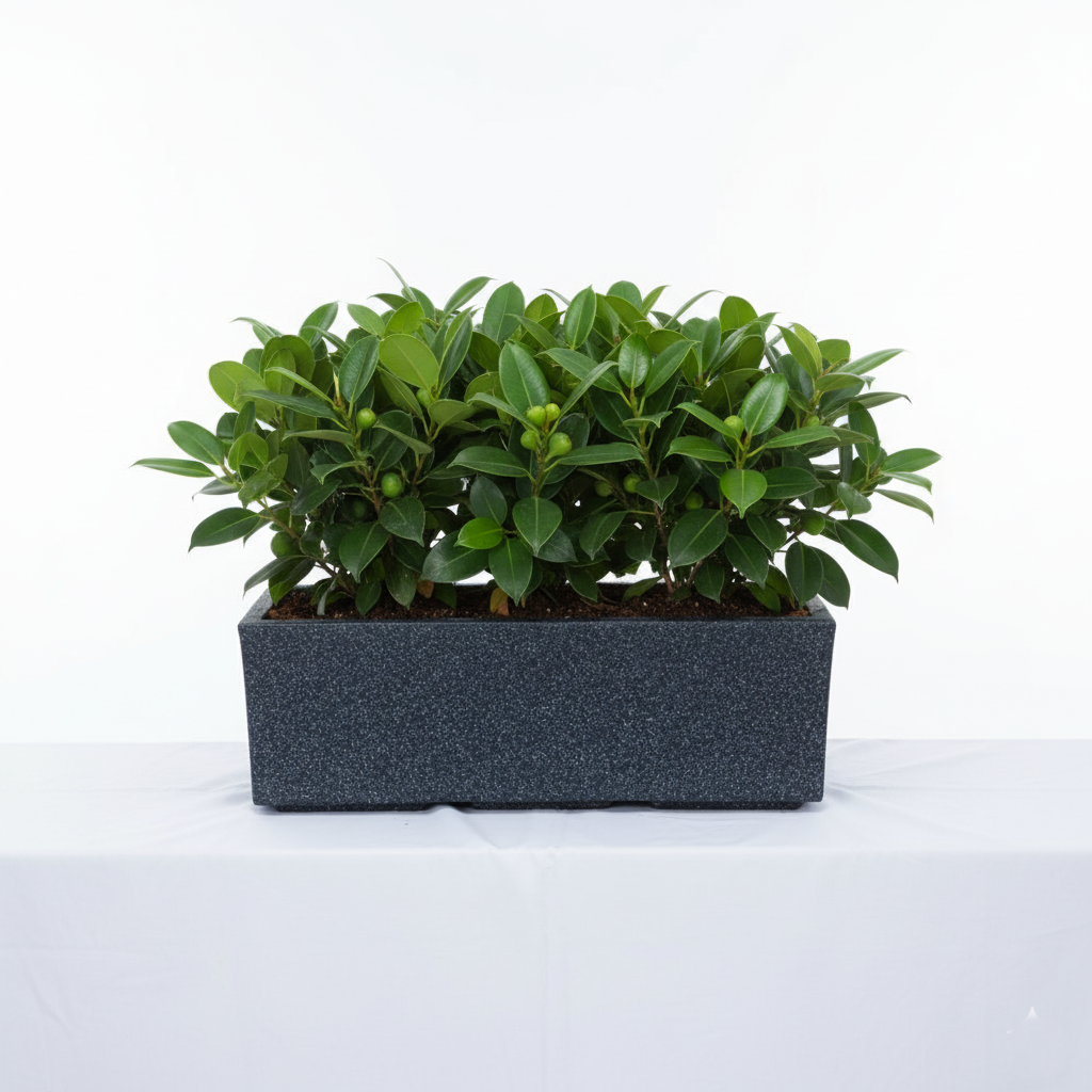 France Planter With Wheel - Garden's Need