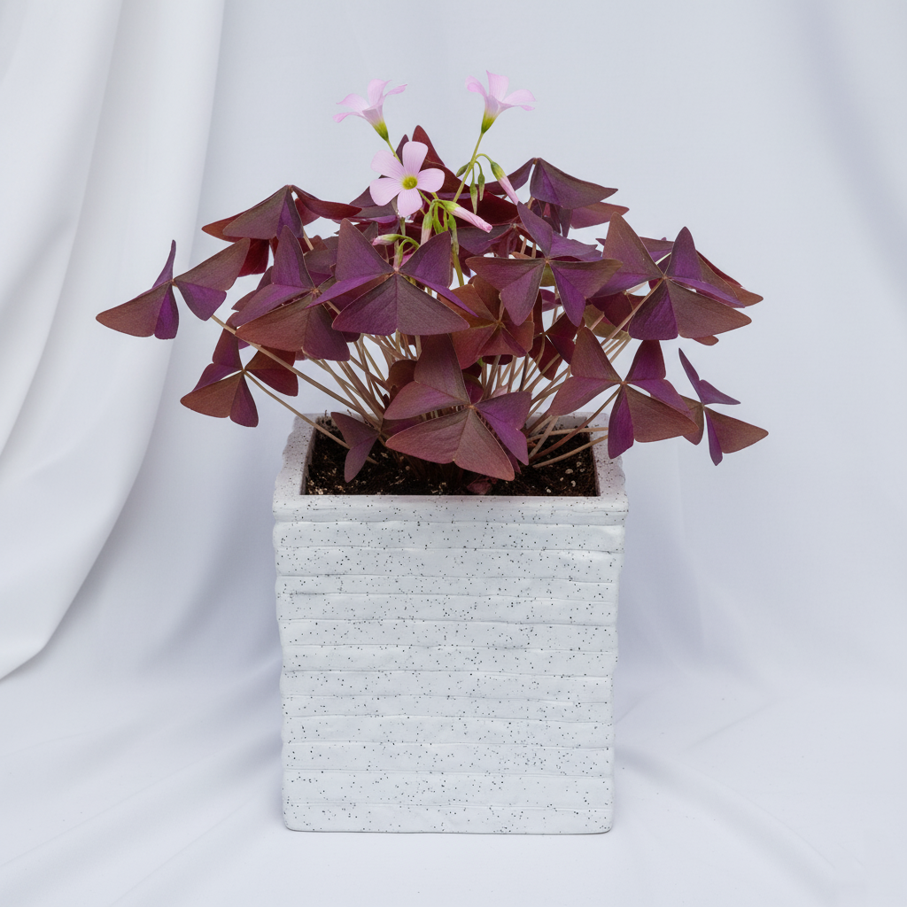 Coral Planter - Garden's Need