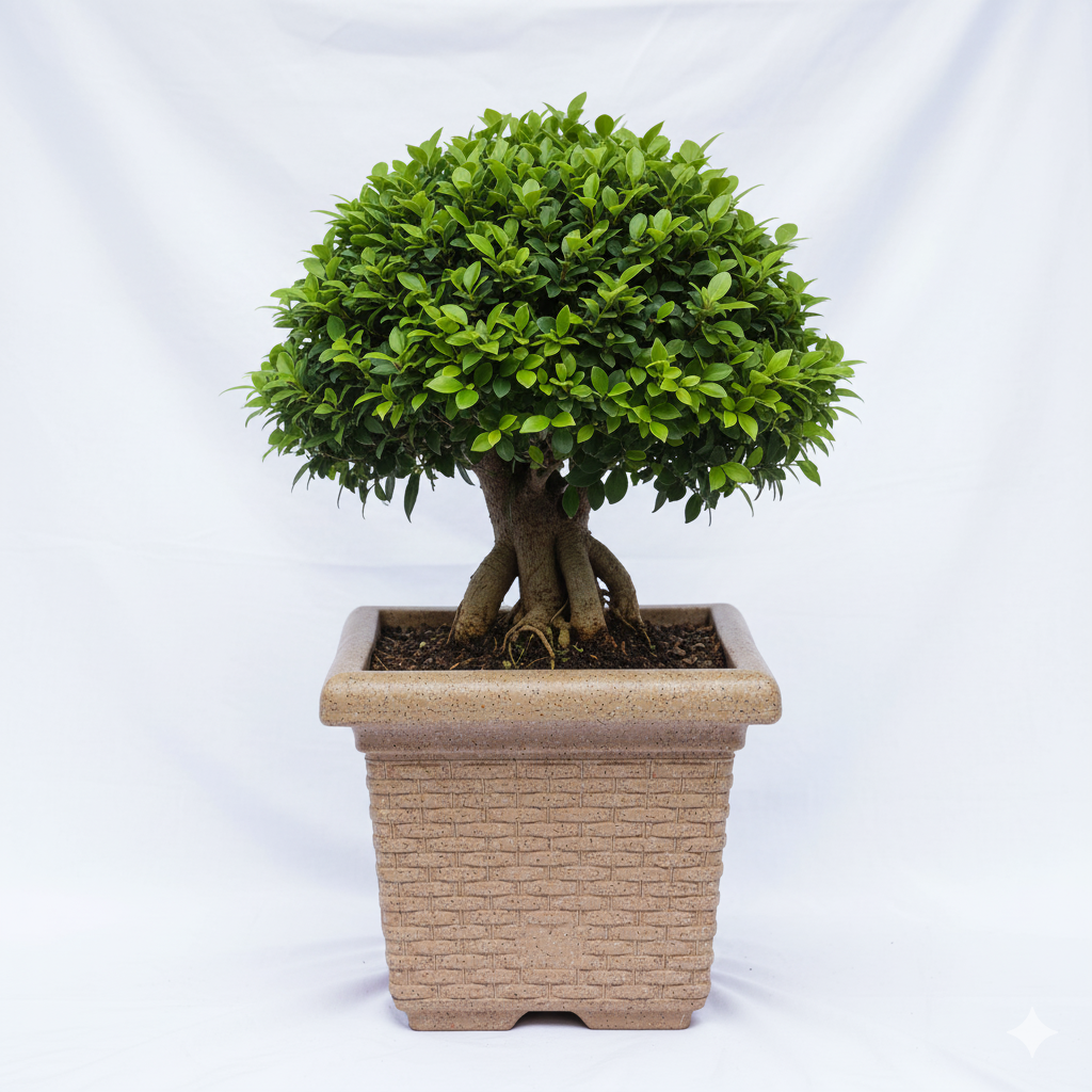 Miami Planters With Trays - Garden's Need