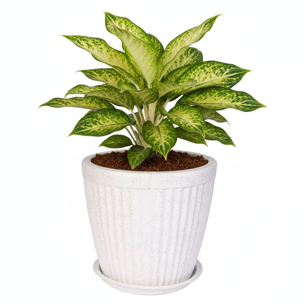 Paris Round Planters with Trays - Garden's Need