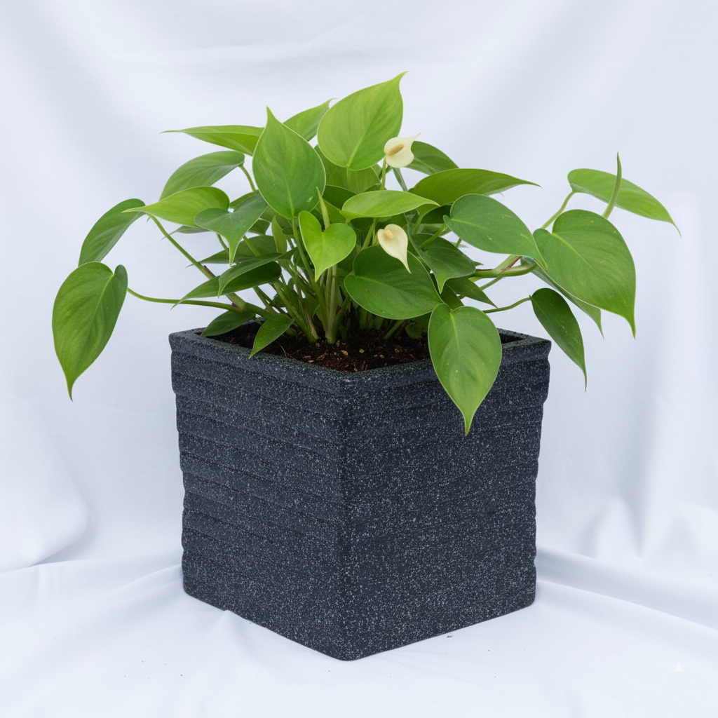 Coral Planter - Garden's Need