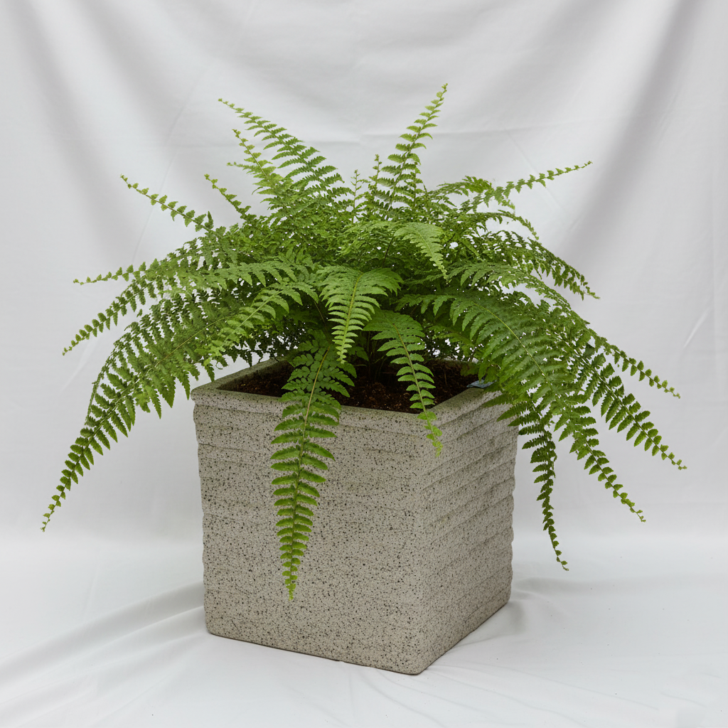 Coral Planter - Garden's Need