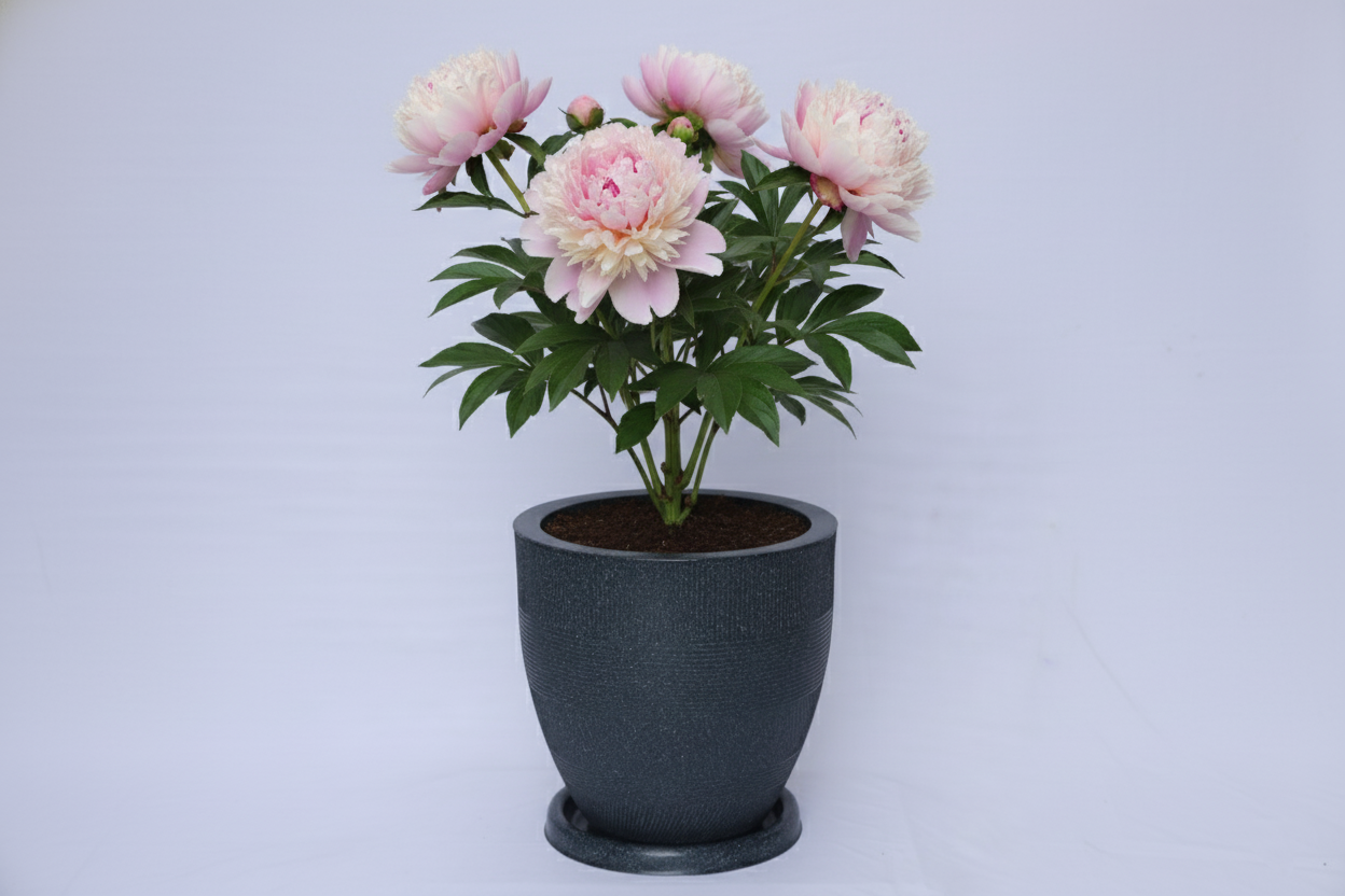 Linear Planters - Modern Decorative Garden Planter Pot with Saucer, Textured Design - Pack of 1