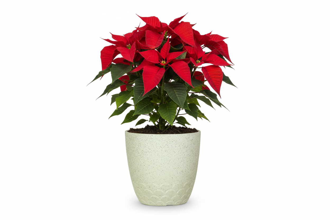 Flora Pot - Decorative Plastic Planter Pot with Scalloped Pattern, Indoor & Outdoor Garden Container - Pack Of 2