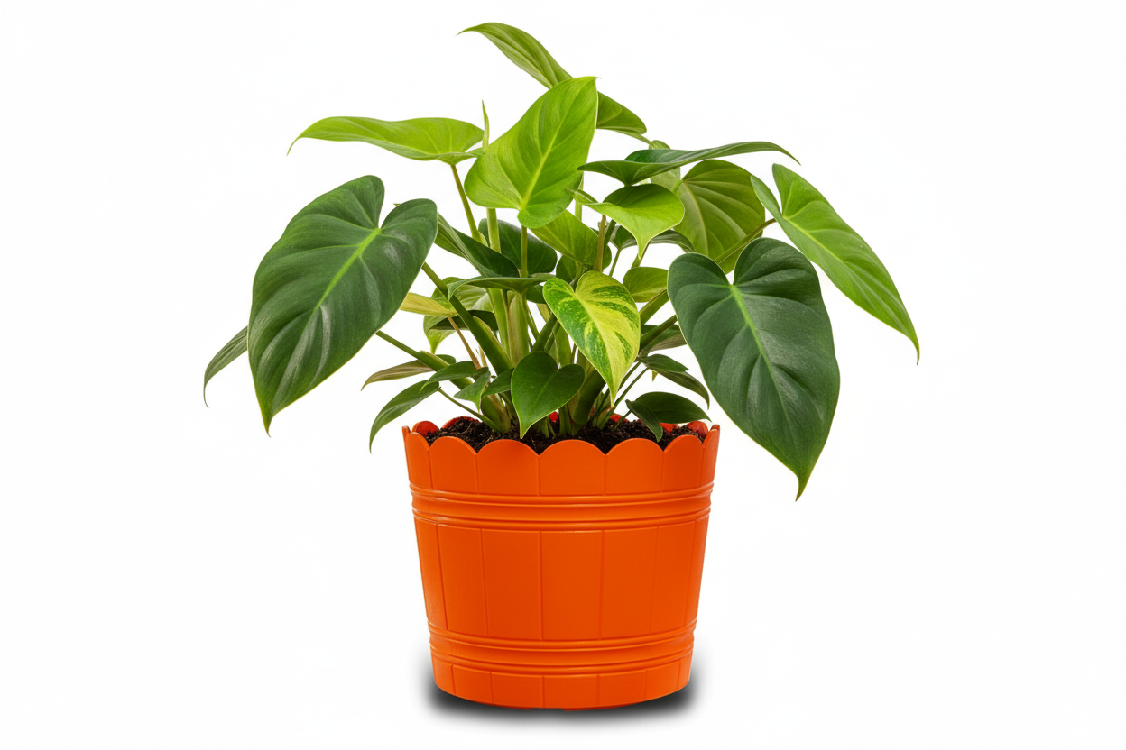 Loto Pot - Decorative Plastic Flower Pot with Scalloped Edge Design, Round Planter for Indoor and Outdoor Garden Use - Pack of 2