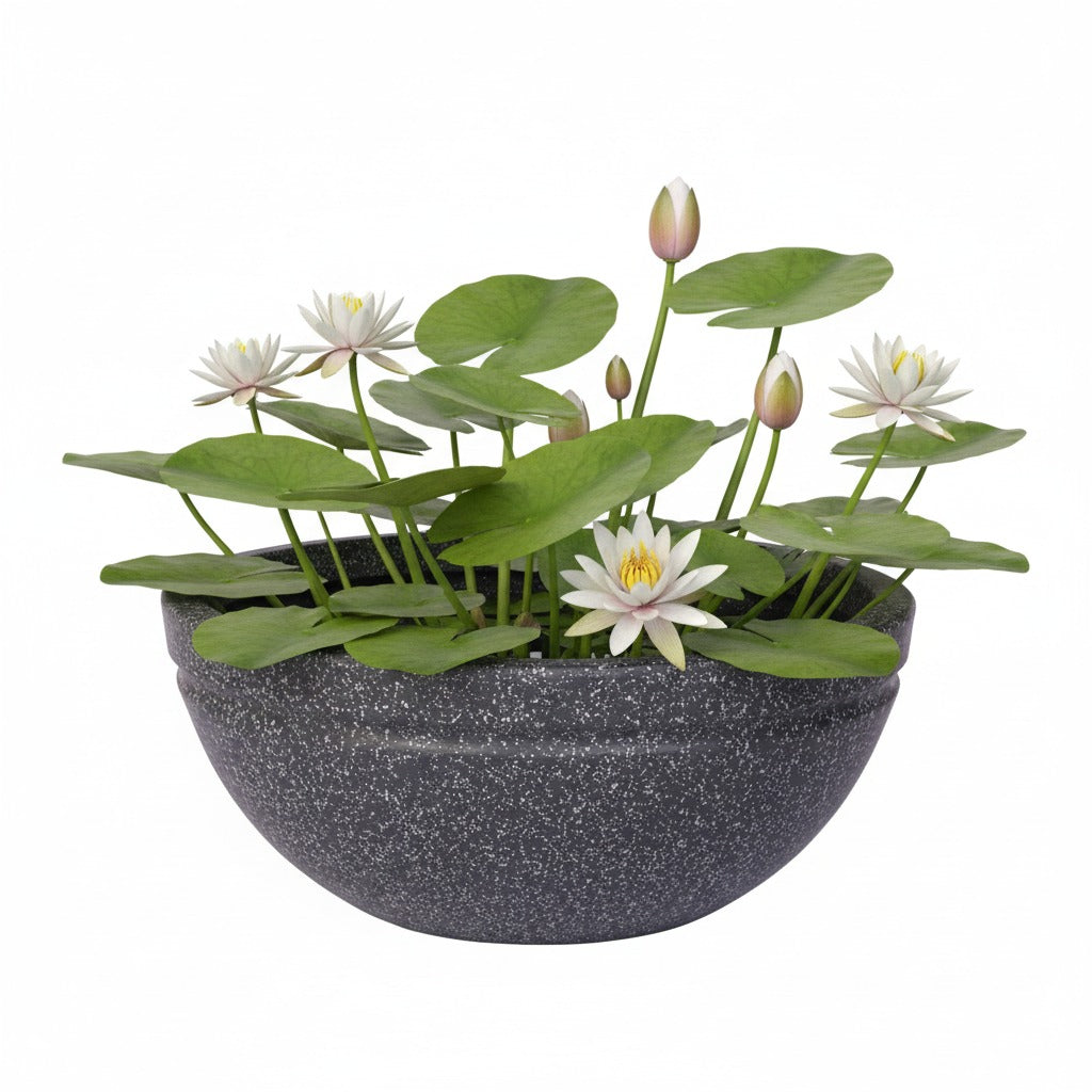Lotus Planter - Garden's Need