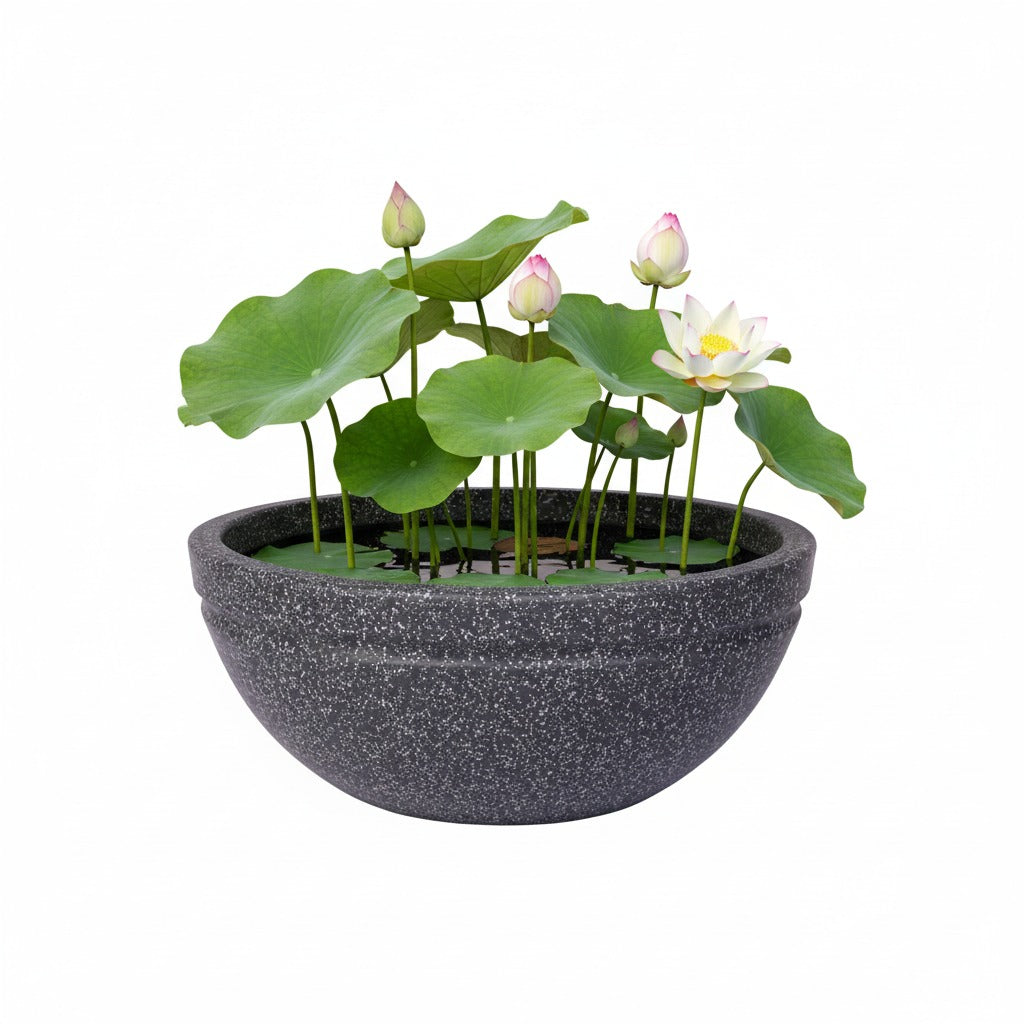 Lotus Planter - Garden's Need