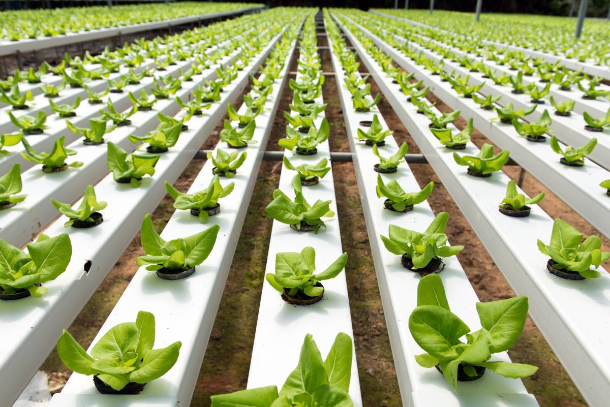 Hydroponics NFT closed chanel 6 meters x pack of 10 pcs