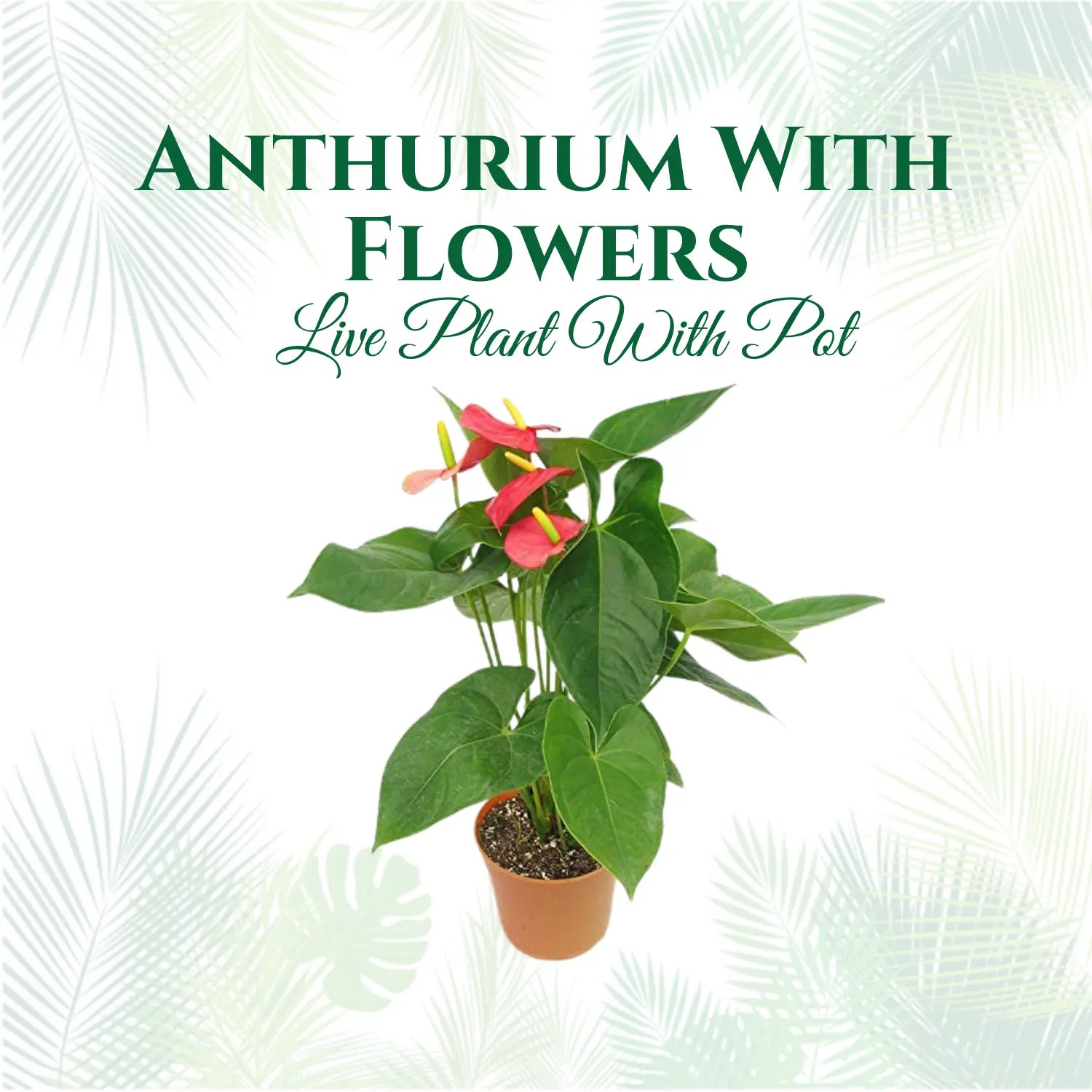 Anthurium with Flowers Live Plant with Pot (Natural Plant - Flower Colour May Vary)