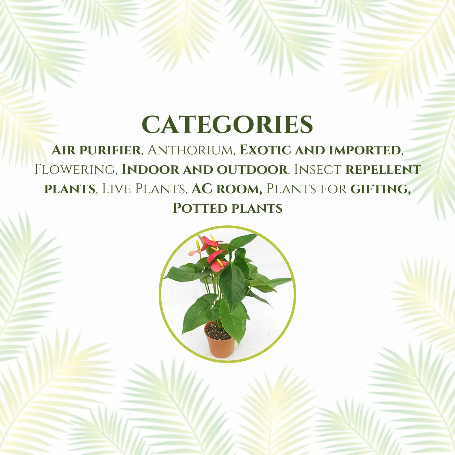 Anthurium with Flowers Live Plant with Pot (Natural Plant - Flower Colour May Vary)