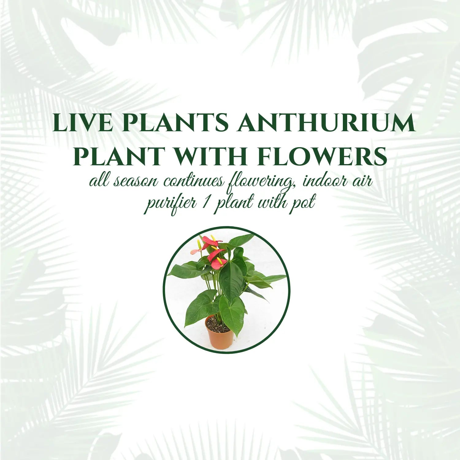 Anthurium with Flowers Live Plant with Pot (Natural Plant - Flower Colour May Vary)