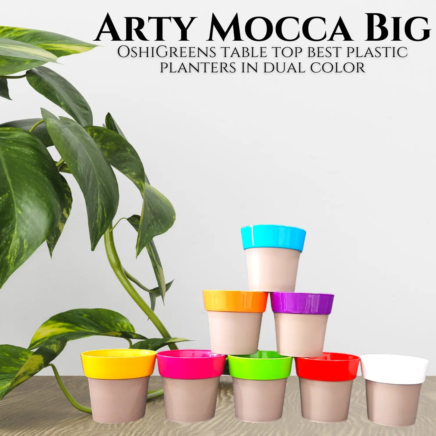 Arty Mocca Small