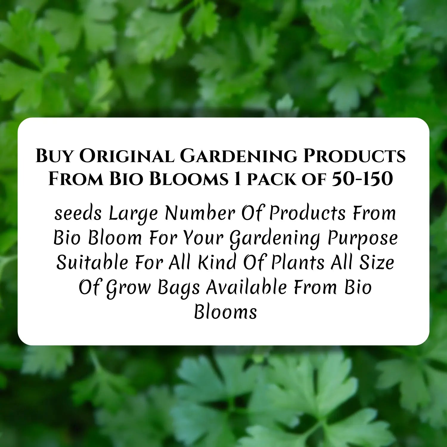 Gardening Country Coriander Seeds 1 Pack