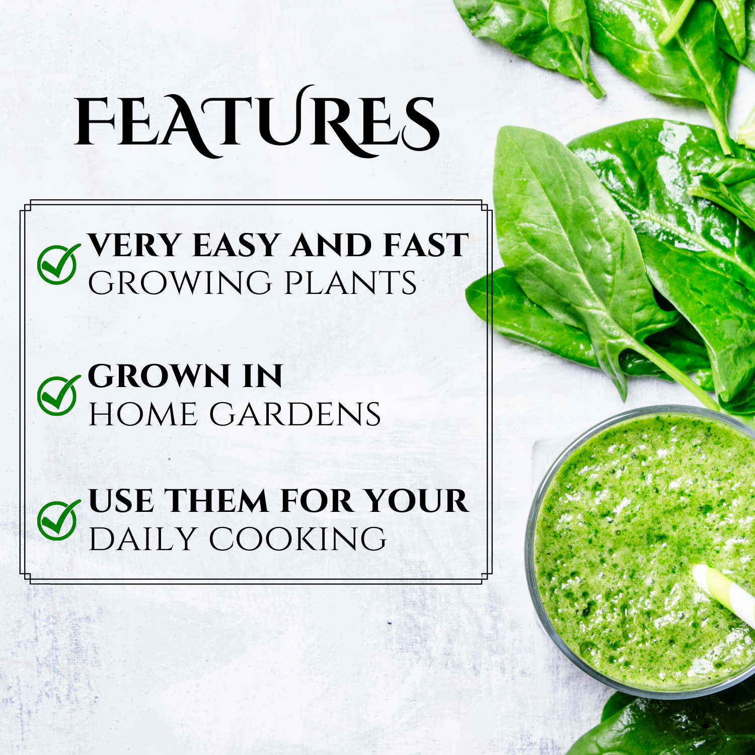 7 Packets Of Spinach Seeds