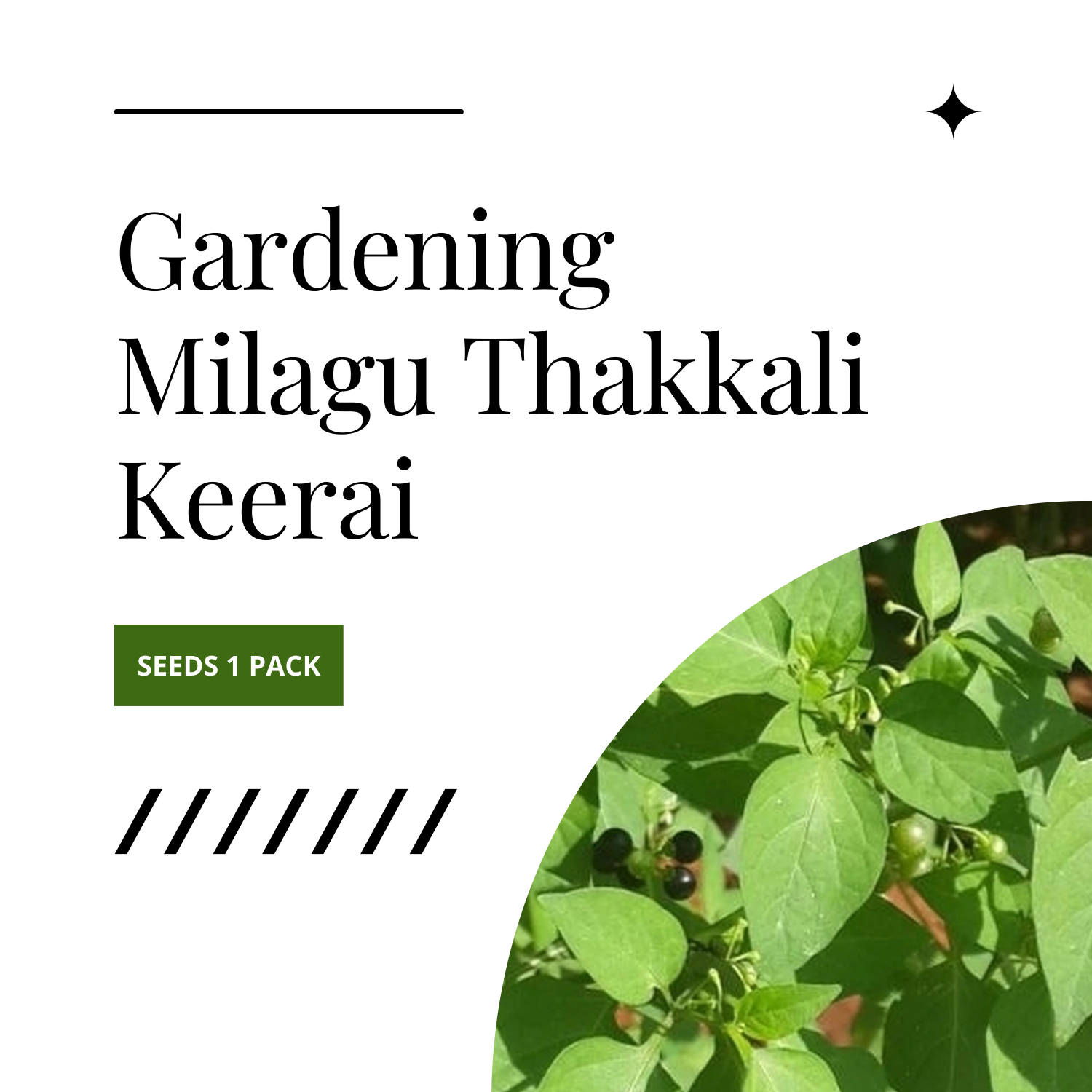 Gardening Milagu Thakkali Keerai Seeds 1 Pack