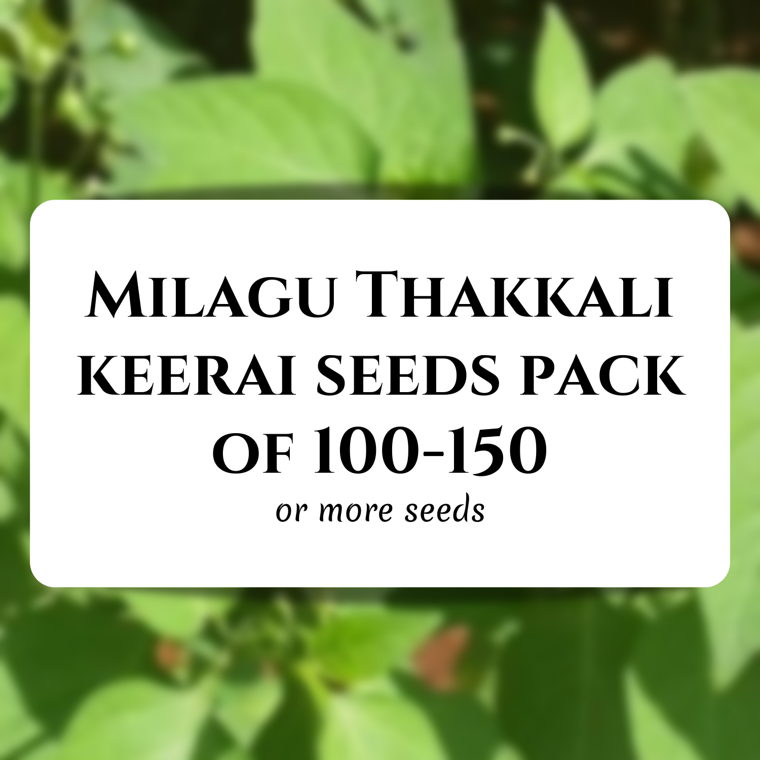 Gardening Milagu Thakkali Keerai Seeds 1 Pack