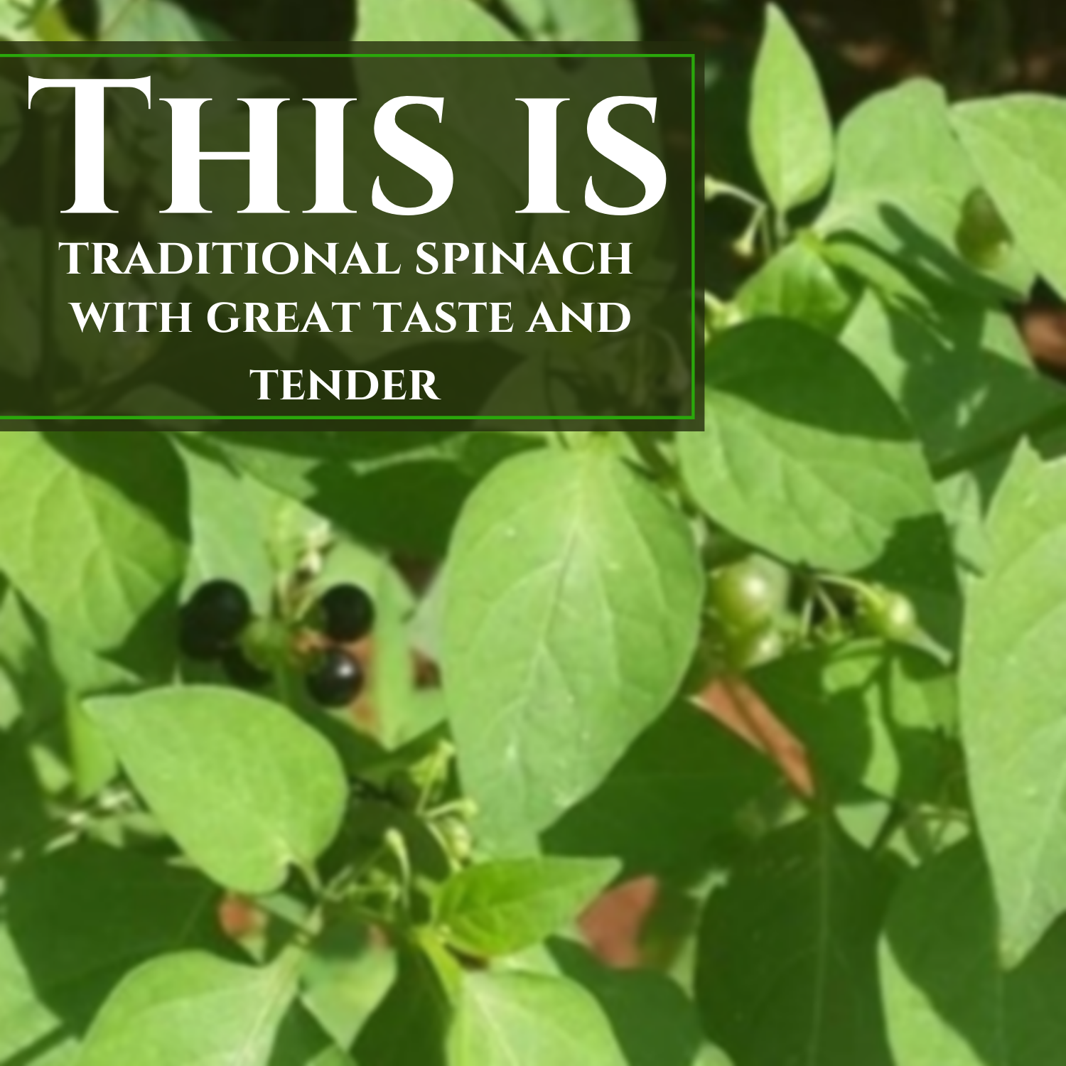 Gardening Milagu Thakkali Keerai Seeds 1 Pack