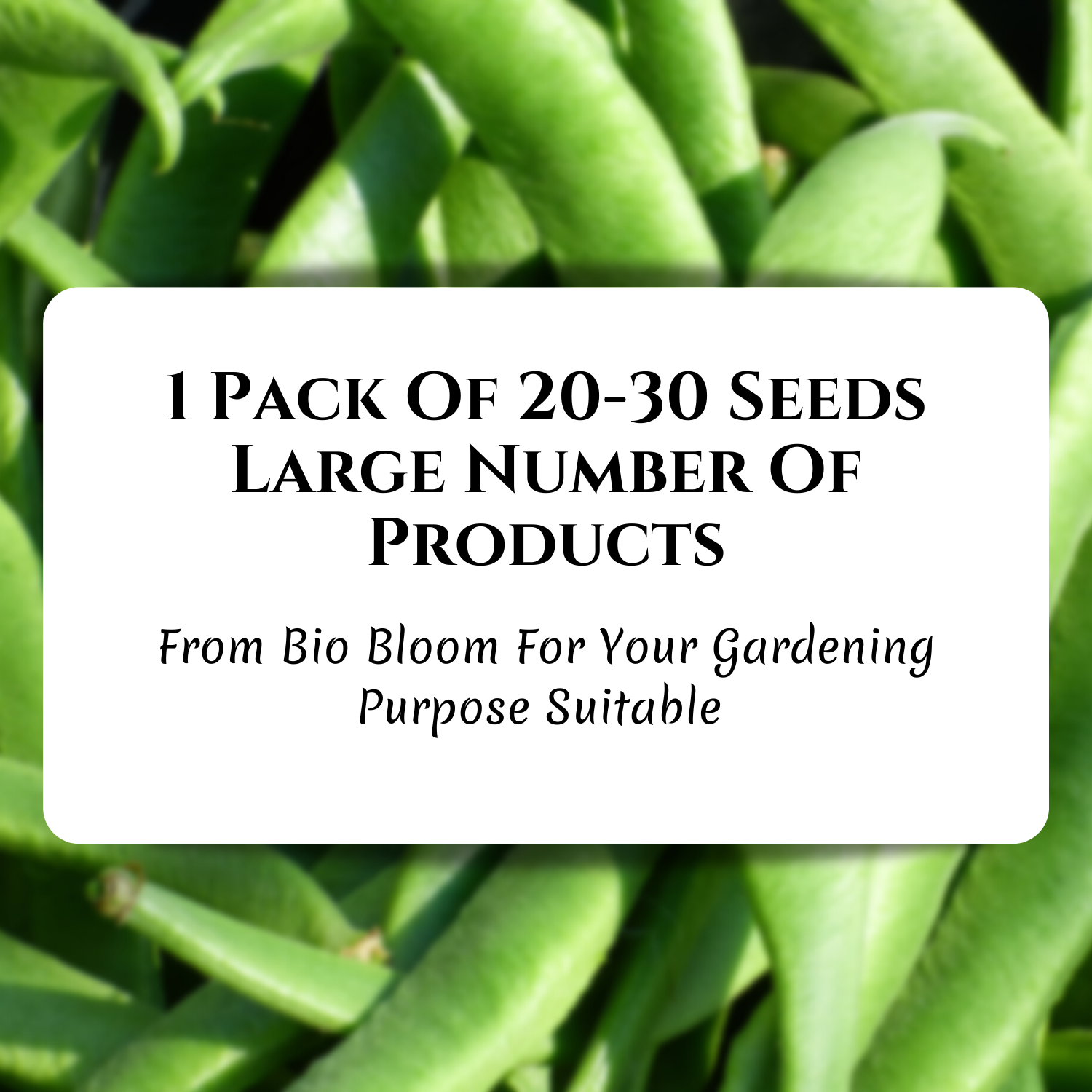 Gardening Beans Seeds 1 Pack