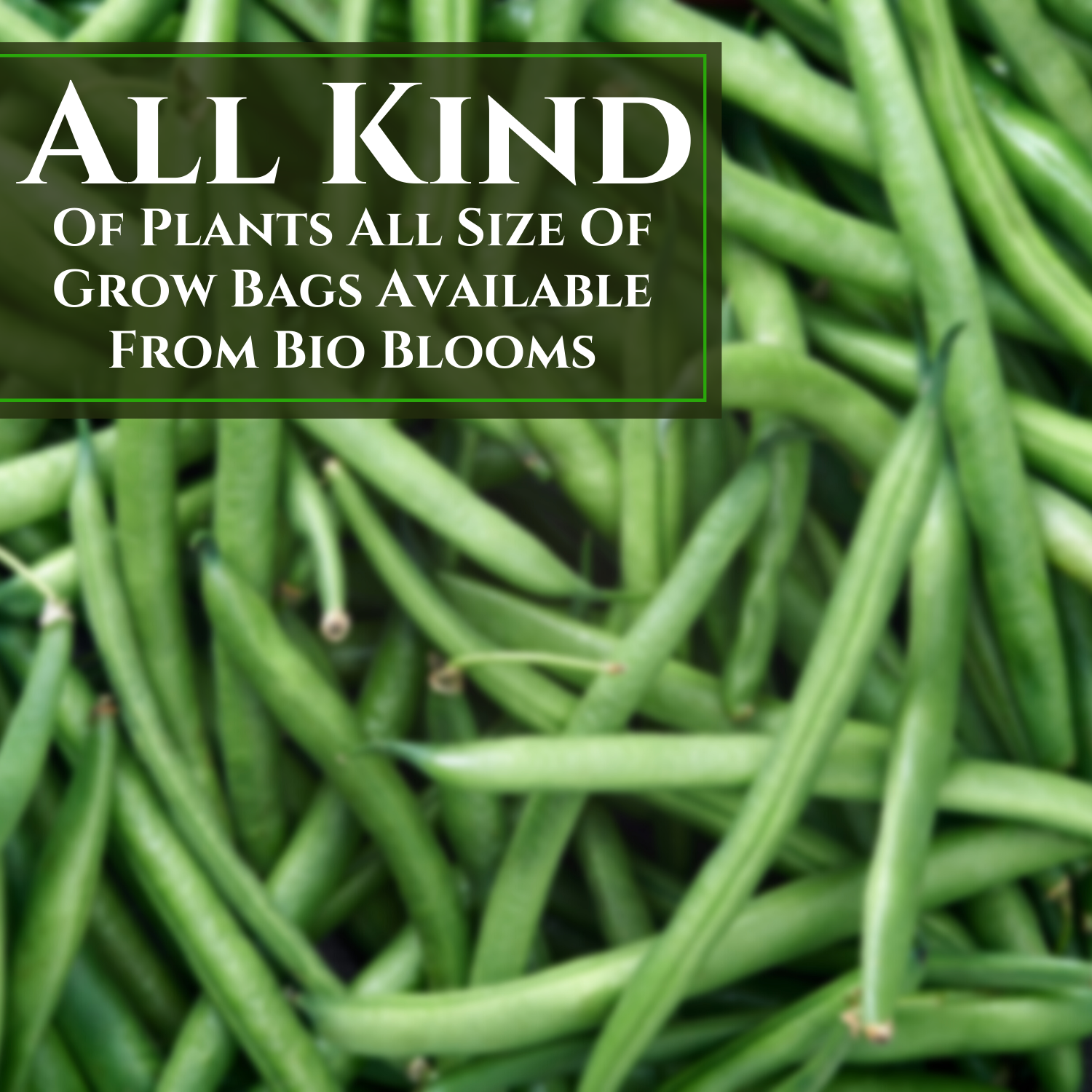 Gardening Beans Seeds 1 Pack