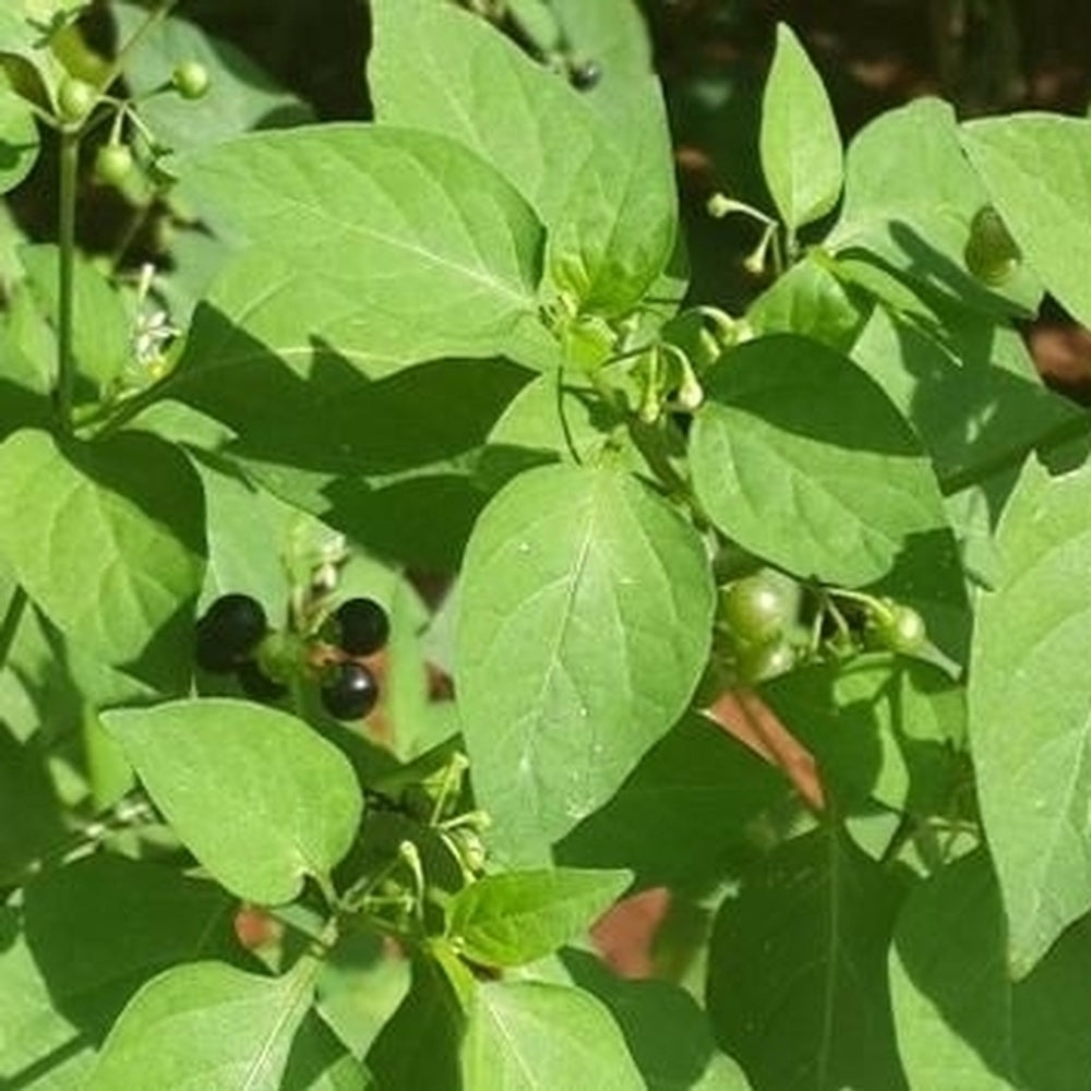 Gardening Milagu Thakkali Keerai Seeds 1 Pack