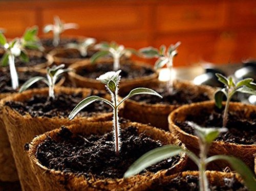Coconut Fiber Coir Pots for Seed Germination (Natural) - Set of 10