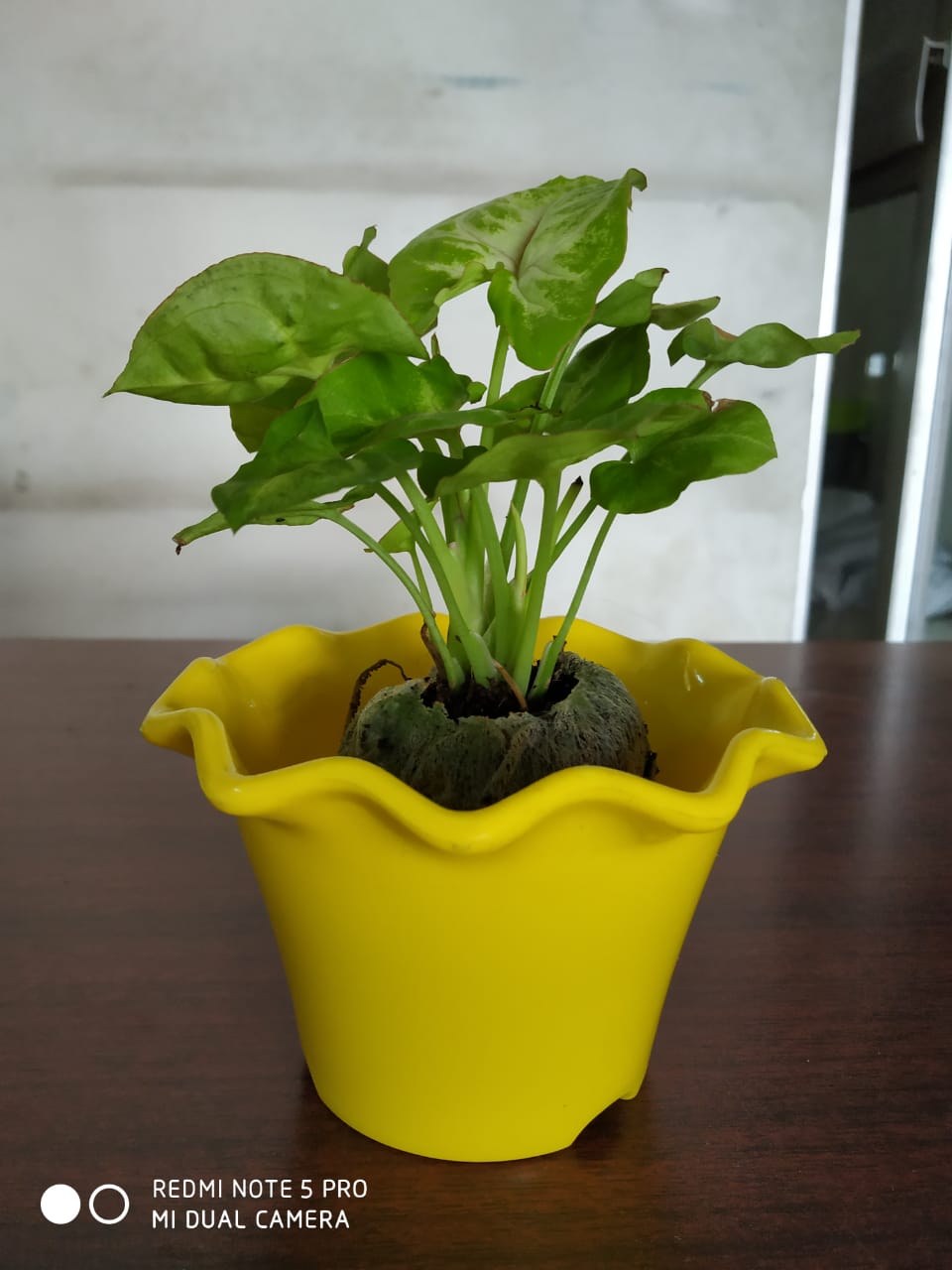 Blossom Flower Pots  (4 Inch Pack of 5)