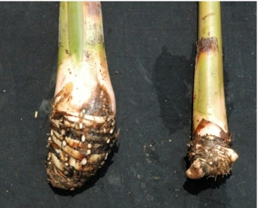 Rastali  banana live saplings