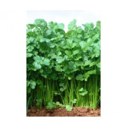 Gardening Country Coriander Seeds 1 Pack