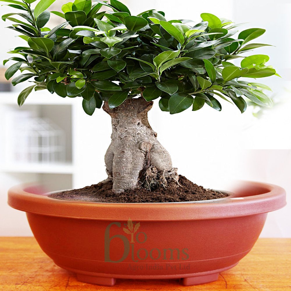 Gardening Bonsai planters, Bonsai pots Set of 4 pots 12 inches Size (Brown Color)