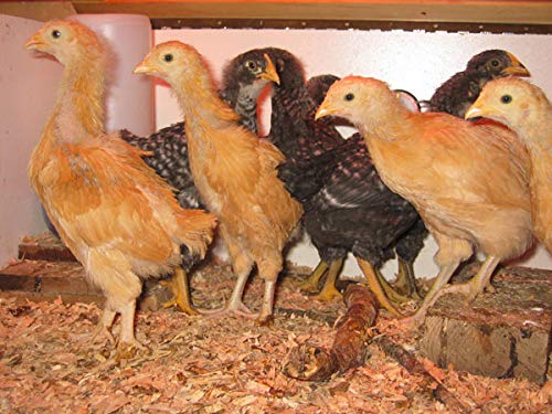 Grower Feed for Chicken Birds, Food for Growing 1sack / 50KG  NO COURIER ONLY PARCEL SERVICE