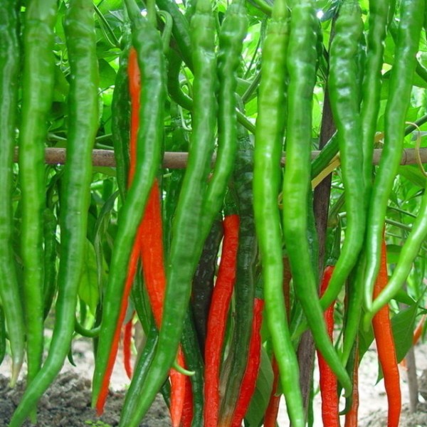Gardening Green/RED Chili Country Seeds