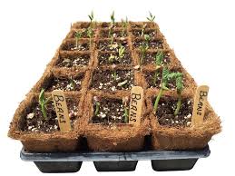 Coir Seedling Tray, Pro Tray, Seed Germination Tray with 8 Cavity (Set of 5 Pcs)