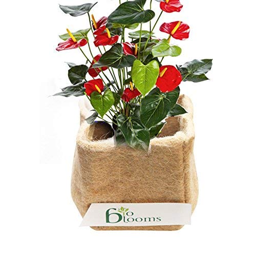 Jute Grow Bags for Roots, 5 x 5 inches set of 4 bags