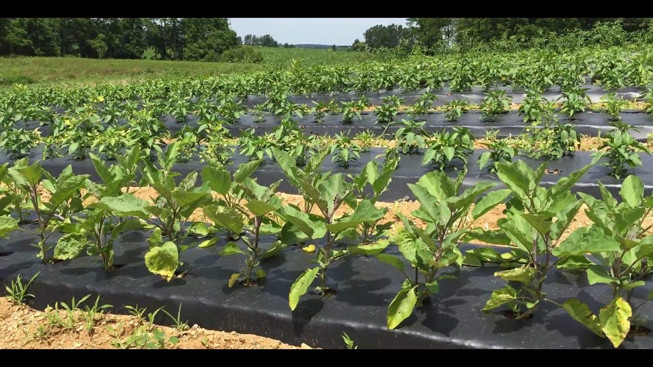 Plastic Mulch Film 1.2 X 400 Meter 25 Micron