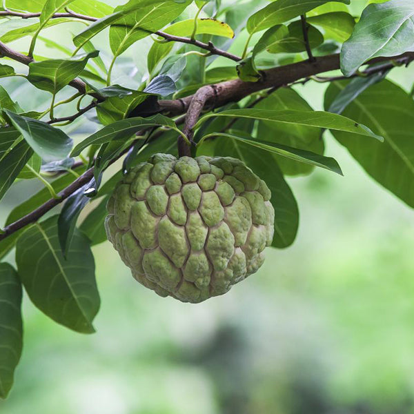 Custard apple seeds contains 10 seeds