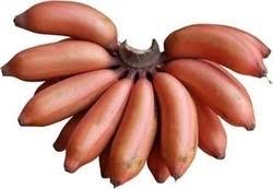 Red banana live sapling
