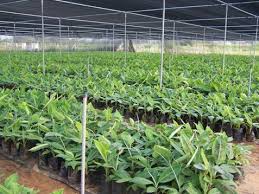 Red banana live sapling