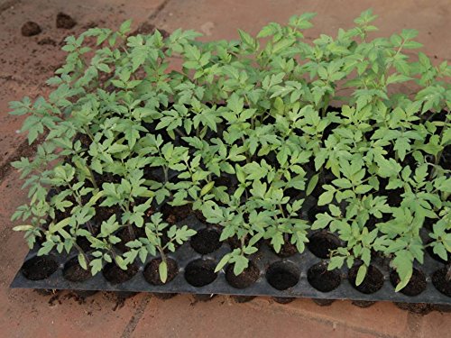 Seedling Tray with 98 Small Cavities for Plants Germination pack of 10 trays